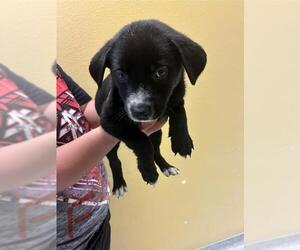 Dachshund-Unknown Mix Dogs for adoption in Modesto, CA, USA