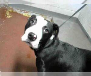 American Pit Bull Terrier-Labrador Retriever Mix Dogs for adoption in Atlanta, GA, USA