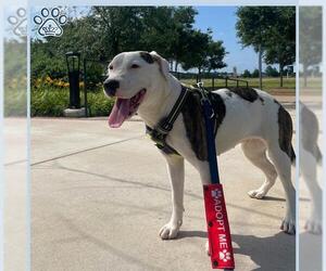 Staffordshire Bull Terrier Dogs for adoption in Sugar Land, TX, USA