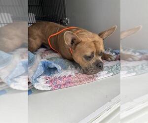 French Bulldog-Unknown Mix Dogs for adoption in Sanford, FL, USA