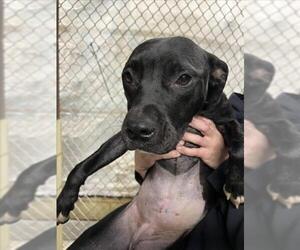 Mutt Dogs for adoption in Woodland, CA, USA