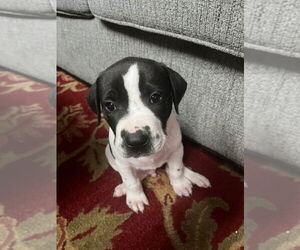 American Pit Bull Terrier-American Staffordshire Terrier Mix Dogs for adoption in Wenonah, NJ, USA