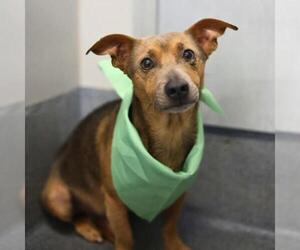 Chihuahua-Unknown Mix Dogs for adoption in San Antonio, TX, USA