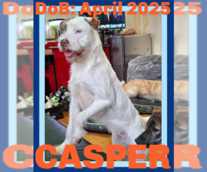 Mutt Dogs for adoption in Sebec, ME, USA