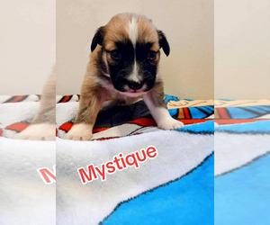 Border Collie Dogs for adoption in Holly Springs, NC, USA