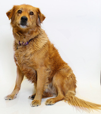 Golden Retriever Dogs for adoption in Truckee, CA, USA