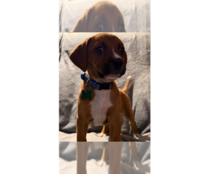 Mutt Dogs for adoption in Springdale, PA, USA