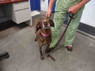 German Shorthaired Pointer Dogs for adoption in Fairfield, CA, USA