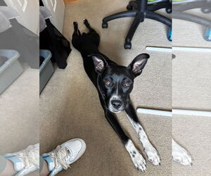 Labrador Retriever-Unknown Mix Dogs for adoption in Aurora, CO, USA