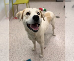 Labrador Retriever-Unknown Mix Dogs for adoption in Brighton, CO, USA