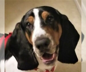 Basset Hound Dogs for adoption in Westmont, IL, USA