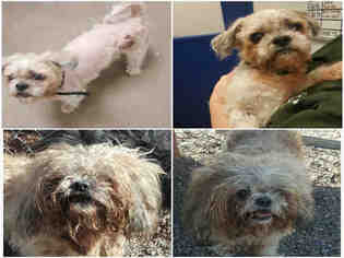 Lhasa Apso Dogs for adoption in Brighton, CO, USA