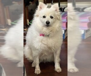 American Eskimo Dog Dogs for adoption in Pikesville, MD, USA