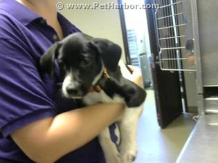 Pointer Dogs for adoption in Fayetteville, NC, USA