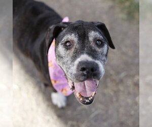 American Staffordshire Terrier-Unknown Mix Dogs for adoption in San Antonio, TX, USA