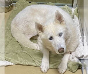 Siberian Husky Dogs for adoption in Pasadena, TX, USA