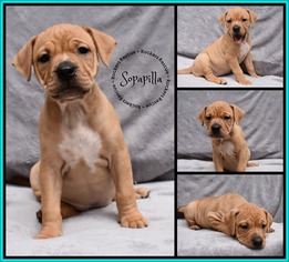 Bulldog Dogs for adoption in Greenwood, LA, USA