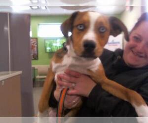 Border Collie-Huskies Mix Dogs for adoption in Louisville, KY, USA