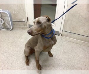 Doberman Pinscher Dogs for adoption in Riverside, CA, USA