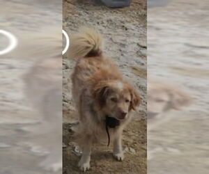 Australian Shepherd-Unknown Mix Dogs for adoption in Aurora, IN, USA