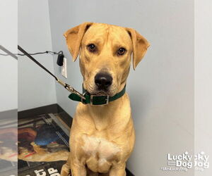 Labrador Retriever-Retriever  Mix Dogs for adoption in Washington, DC, USA