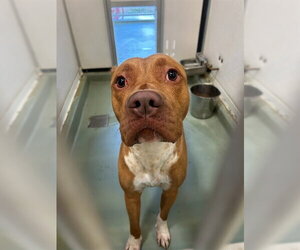 Mutt Dogs for adoption in Riverside, CA, USA