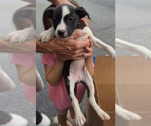 Mutt Dogs for adoption in San Antonio, TX, USA