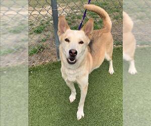 German Shepherd Dog-Siberian Husky Mix Dogs for adoption in Fayetteville, NC, USA