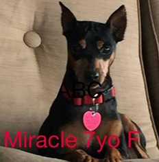 Miniature Pinscher Dogs for adoption in westminster, CO, USA