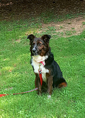 Border Collie Dogs for adoption in Social Circle, GA, USA