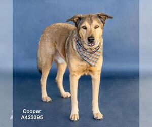Shepradors Dogs for adoption in Conroe, TX, USA