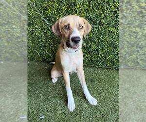 German Wirehaired Pointer-Unknown Mix Dogs for adoption in Naples, FL, USA