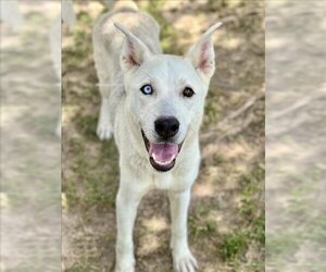 Siberian Husky Dogs for adoption in Conroe, TX, USA