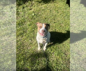 Mutt Dogs for adoption in Candler, NC, USA