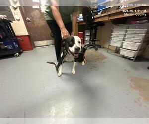 American Pit Bull Terrier-Unknown Mix Dogs for adoption in Ocala, FL, USA