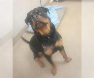 Rottweiler Dogs for adoption in Santa Maria, CA, USA