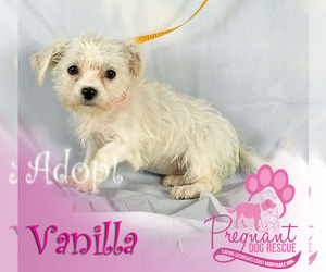Maltipoo Dogs for adoption in Griffin, GA, USA