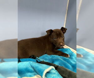 Mutt Dogs for adoption in San Bernardino, CA, USA