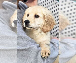 Golden Retriever-Unknown Mix Dogs for adoption in Foristell, MO, USA