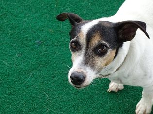 Jack Russell Terrier Dogs for adoption in Athens, AL, USA
