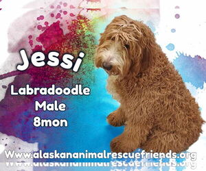 Labradoodle Dogs for adoption in Anchorage, AK, USA