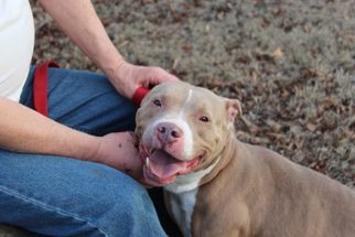 American Pit Bull Terrier Dogs for adoption in Acworth, GA, USA