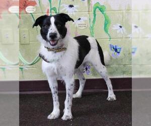 Border-Aussie Dogs for adoption in Waynesboro, PA, USA