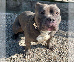 Mutt Dogs for adoption in Jefferson, WI, USA