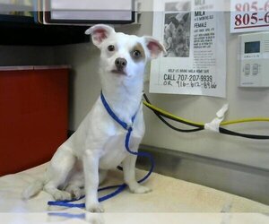 Chihuahua-Parson Russell Terrier Mix Dogs for adoption in Sacramento, CA, USA