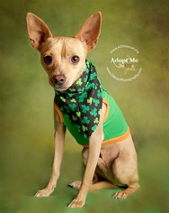 Chihuahua Dogs for adoption in Anoka, MN, USA