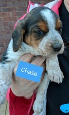 Beagle Dogs for adoption in toms river, NJ, USA