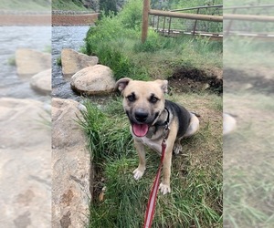 Mutt Dogs for adoption in Englewood, CO, USA
