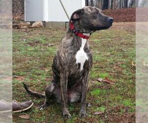 Plott Hound Dogs for adoption in Hamilton, GA, USA