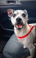 Medium Photo #1 Rat Terrier Puppy For Sale in Zionsville, IN, USA